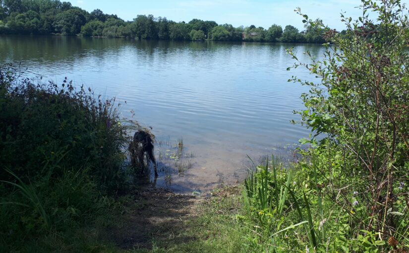 une photo d'une chienne penchée pour boire l'eau d'un lac, entre deux buissons.