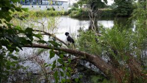 Lire la suite à propos de l’article Livie, élégie